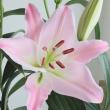 【生花】オリエンタルユリ　バリスタ(ピンク)3-4輪　90CM　　FFヒライデ【OT】
