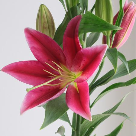 【生花】オリエンタルユリ　タッチストーン(赤)4-5輪　90CM　　FFヒライデ【OT】