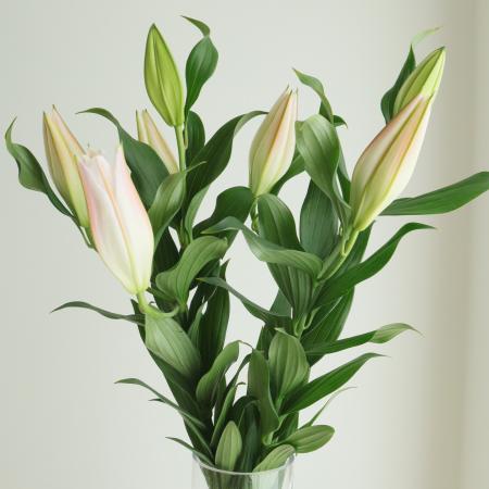 【生花】オリエンタルユリ　ハイラックス(ライトピンク)90cm 3-4輪　FFヒライデ【OT】