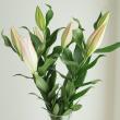 【生花】オリエンタルユリ　ハイラックス(ライトピンク)90cm 3-4輪　FFヒライデ【OT】