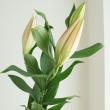【生花】オリエンタルユリ　ハイラックス(ライトピンク)90cm 3-4輪　FFヒライデ【OT】