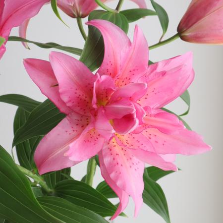 【生花】オリエンタルユリ　フロレッタ(ピンク八重)90cm 5-6輪　FFヒライデ【OT】