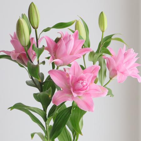 【生花】オリエンタルユリ　ラッキーショット(ピンク八重)90cm 5-6輪　FFヒライデ【OT】