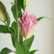 【生花】オリエンタルユリ　ラッキーショット(ピンク八重)90cm 5-6輪　FFヒライデ【OT】