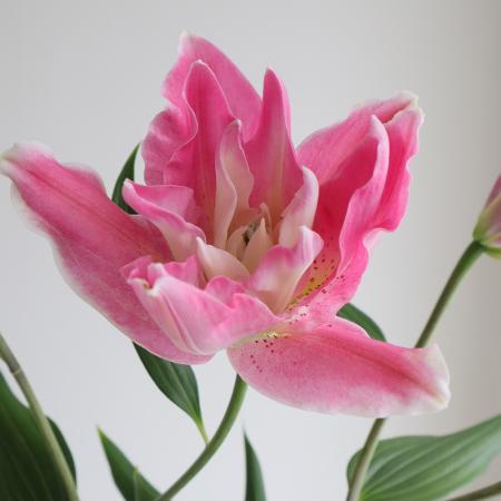 【生花】オリエンタルユリ　ドリームライン(ピンク八重)90cm 3-4輪　FFヒライデ【OT】