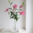【生花】オリエンタルユリ　ドリームライン(ピンク八重)90cm 3-4輪　FFヒライデ【OT】