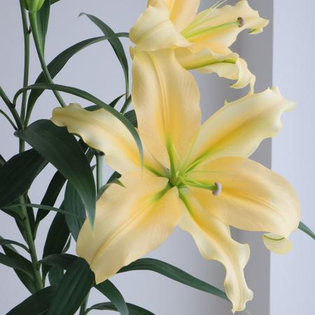 【生花】オリエンタルユリ　シャインオン(黄色)　90cm 3-4輪　FFヒライデ【OT】