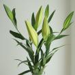 【生花】オリエンタルユリ　シャインオン(黄色)　90cm 3-4輪　FFヒライデ【OT】
