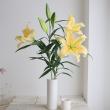【生花】オリエンタルユリ　シャインオン(黄色)　90cm 3-4輪　FFヒライデ【OT】