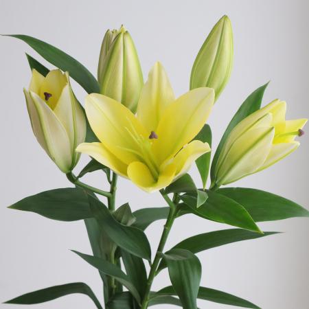 【生花】オリエンタルユリ　ボルト(黄色)80cm 4輪　　FFヒライデ【OT】