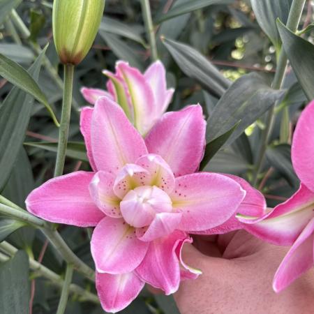 【生花】オリエンタルユリ　アコレード(八重ピンク) 4-5輪　90CMFFヒライデ【OT】