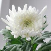 （321）根尾の菊花石赤菊、白菊2点セット Amazon.co.jp: 寒菊小菊：桜華（桃系）2.5号ポット 3株セット