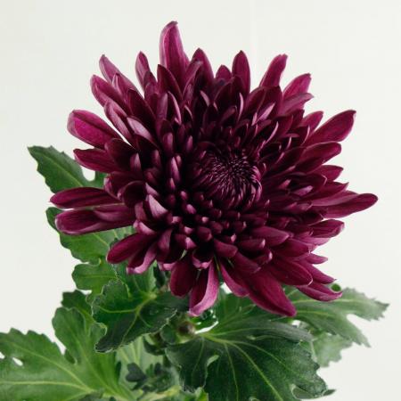 【直前!!!】すぐに飾れる 赤菊 Lサイズ〜　※開花してます