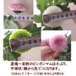 【直前!!!】輸入ピンポンマム〔黄〕【生花】