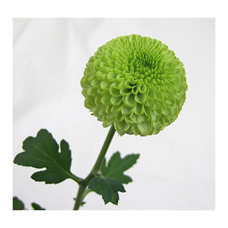 生花 ピンポンマム グリーン 通販 はなどんやアソシエ 生花 ピンポンマム グリーン 通販 はなどんやアソシエ