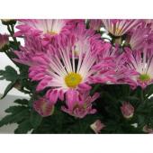 美しい風車菊① 開花中　現品発送 正規品です　ラベル付き 4_000000003750.jpg?1737706489