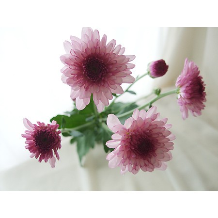 直前 Spマム ロリポップピンク ピンク Sサイズ 通販 はなどんやアソシエ