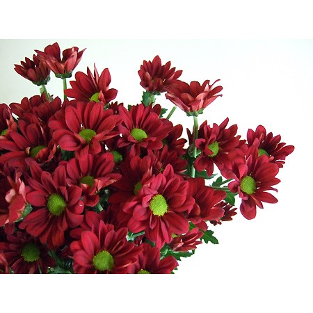 【直前!!】SPマム　レリアス(赤)