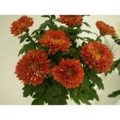 生花】大輪マム ファイア - 花材通販はなどんやアソシエ