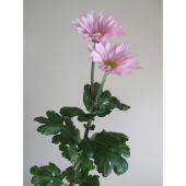生花】初入荷!JA葛城の二輪菊 フレンド - 花材通販はなどんや
