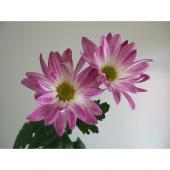 菊花2 生花】初入荷!JA葛城の二輪菊 桃姉妹 - 花材通販はなどんやアソシエ