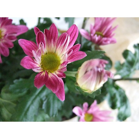 生花】初入荷!JA葛城の二輪菊 桃姉妹 - 花材通販はなどんやアソシエ 生花】初入荷!JA葛城の二輪菊 桃姉妹 - 花材通販はなどんやアソシエ
