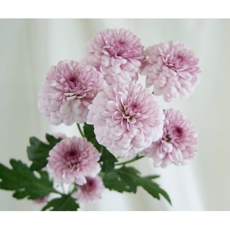 【生花】SPマム　チークス(ピンク):JFDマム【FJ】