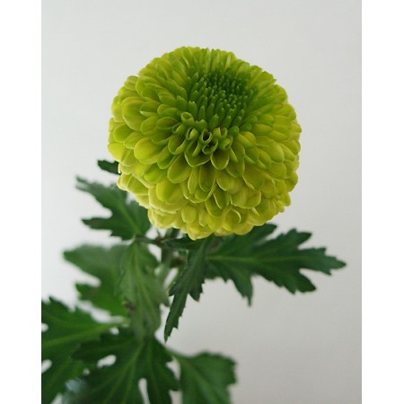 生花 18 19届け ピンポンマム グリーン Jfdお正月マム限定販売 通販 はなどんやアソシエ