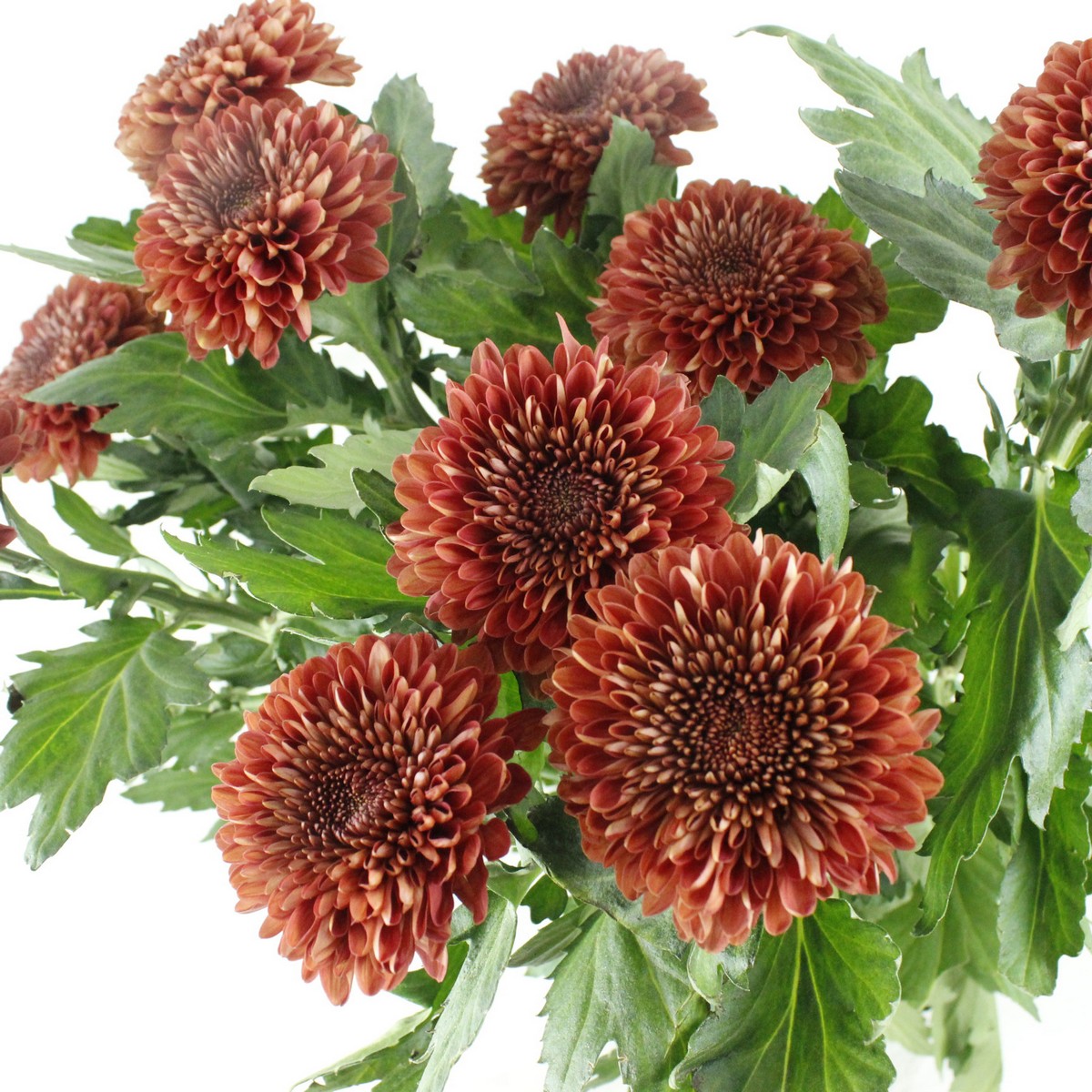 生花 デコラマム マーレッタ 赤 通販 はなどんやアソシエ