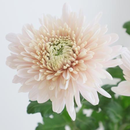 【生花】デコラマム 　シャガール(ピンク):JFDマム【FJ】