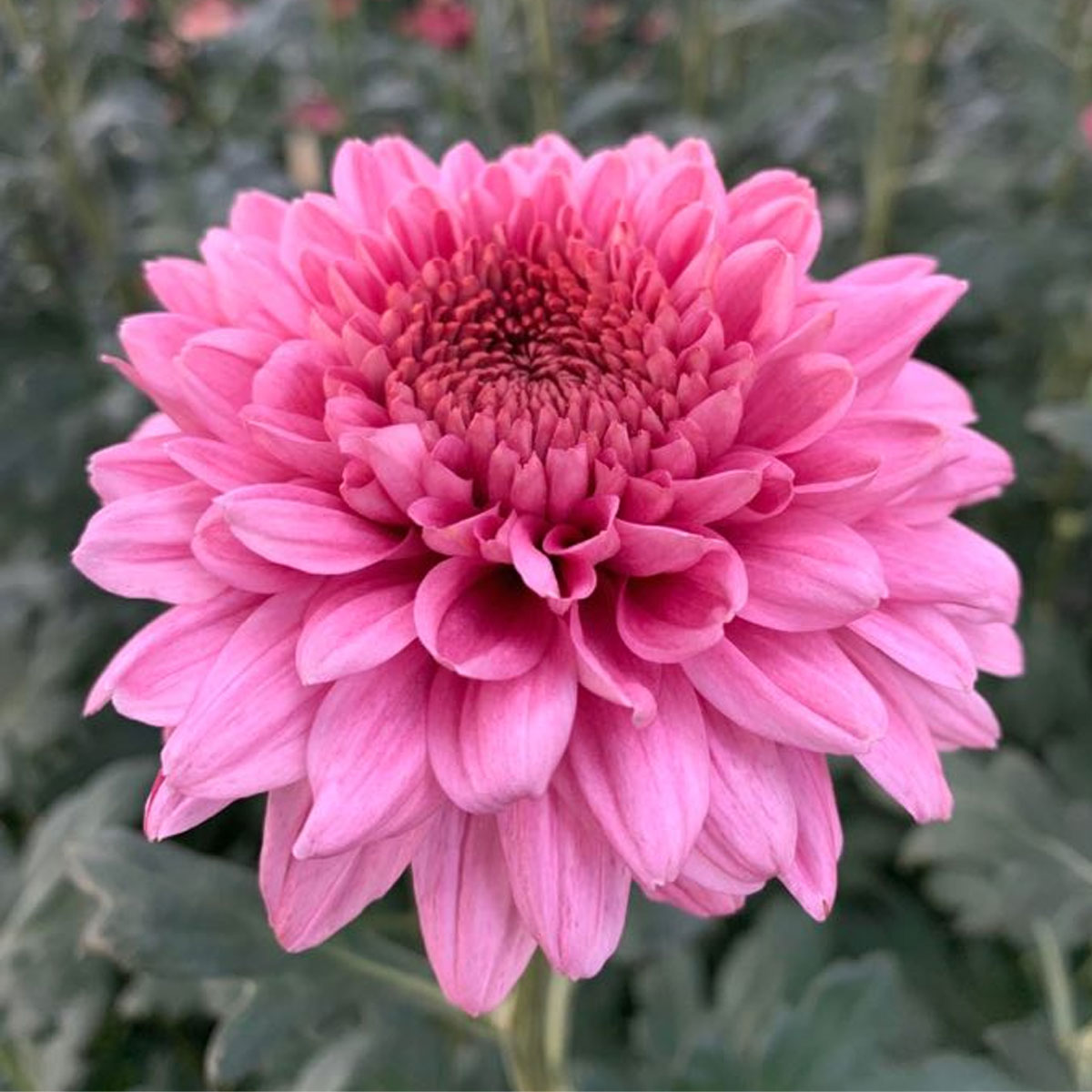 生花】デコラマム ジャーニー ピンク:JFDマム【FJ】 - 花材通販はなど