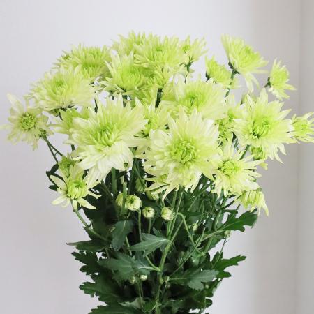 【直前】SPマム　バルティカライム　【生花】