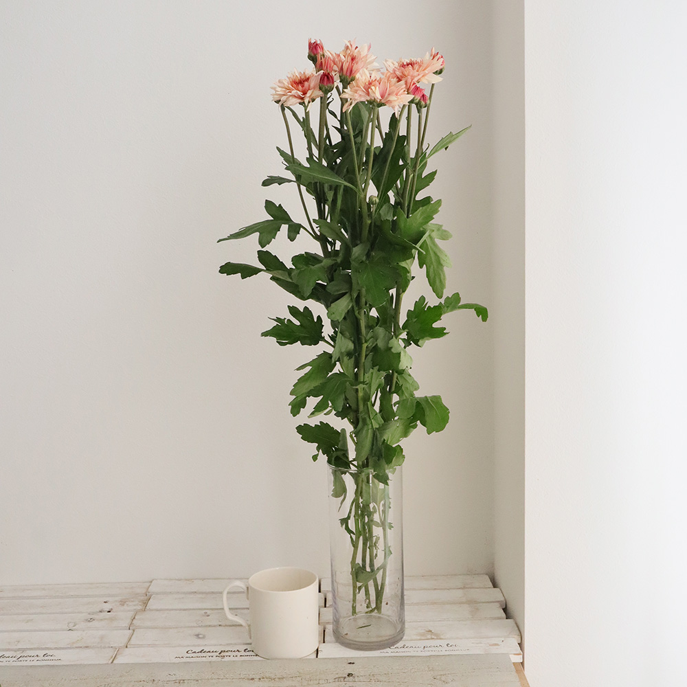 直前!】スプレーマム ダンテサーモン【生花】 - 花材通販はなどんや