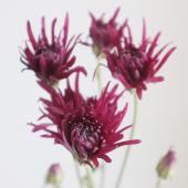 菊の花 菊花#zxbai--图优网