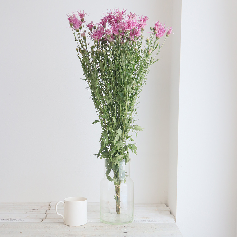 生花】嵯峨菊 ピンク【特注】 - 花材通販はなどんやアソシエ