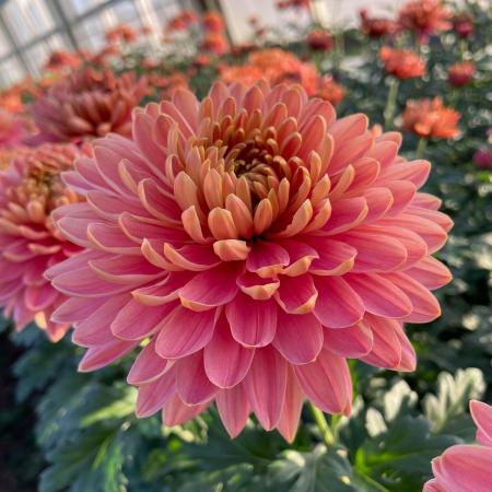 生花】デコラマム 新花(サーモンピンク):JFDマム ※新しい品種の為まだ