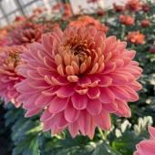 生花】デコラマム 新花(サーモンピンク):JFDマム ※新しい品種の為まだ