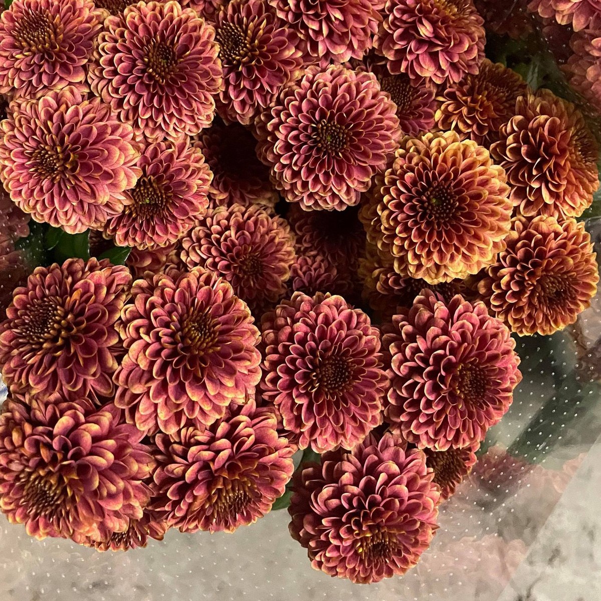 生花】SPマム ドリア カレント(ポンポン):JFDマム【FJ】 - 花材通販は