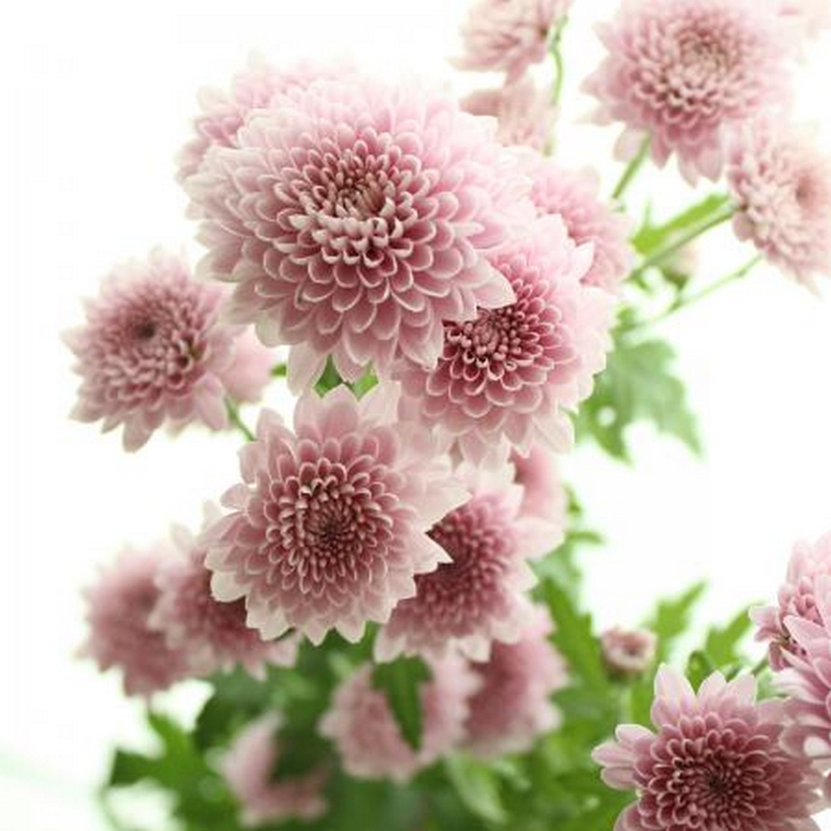 生花 Spマム ポンポン咲き ピンク 通販 はなどんやアソシエ 生花 Spマム ポンポン咲き ピンク 通販 はなどんやアソシエ