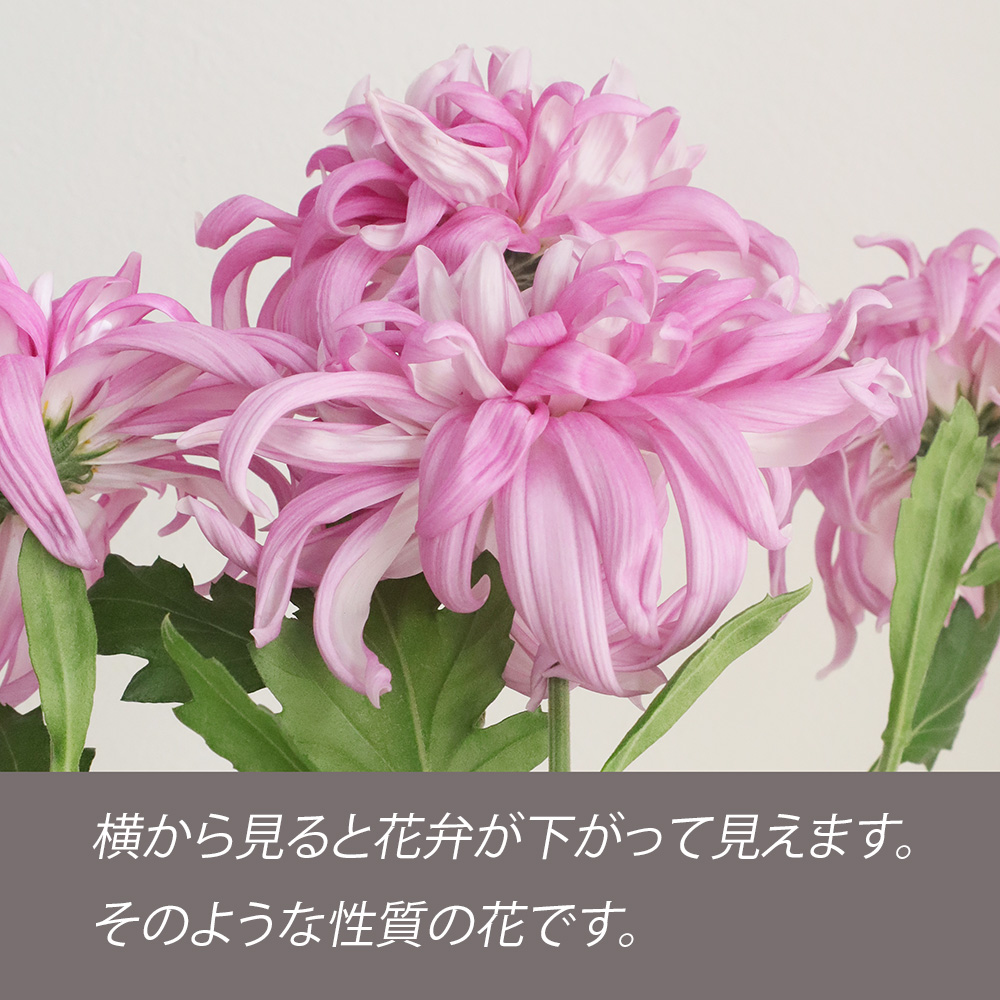 直前】デコラマム セイマノア(淡いピンク):JFDマム【生花】 - 花