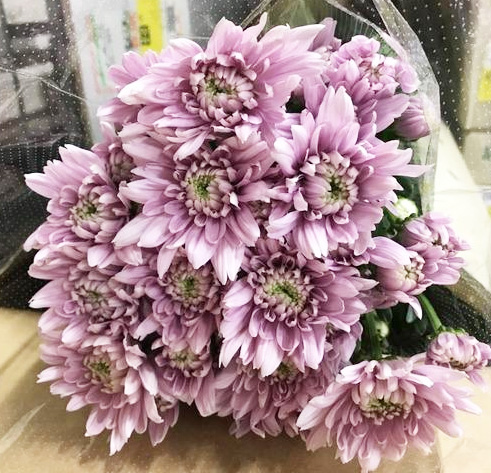 生花】届日限定12/30-31◇スプレーマム ロカピンク(八重咲き)70cm【IT