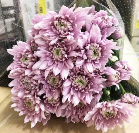 松葉菊桃色ピンク　８０ サイズのお箱いっぱい♪ レアなピンク色菊 一本 - メルカリ