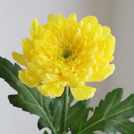 【直前】デコラマム　(黄色) 品種おまかせ マグナムイエローなど　輸入など　【生花】