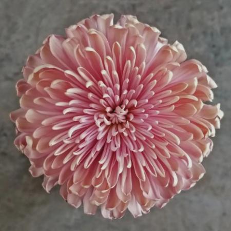 【08直前!】エクアドル産　ディスバッドマム　リネット　9/9は重陽の節句!