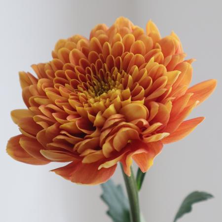 【08直前!】輸入ディスバッドマム　バルト—リ　(オレンジー茶系) マレーシア産　SD&H社