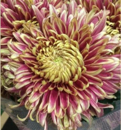 合馬公式様♡ジーザスディアマンテ　マドモワゼルハット　スカーフニットぼかし薔薇柄 合馬公式様♡ジーザスディアマンテ マドモワゼルハット スカーフニット