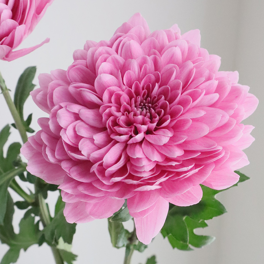 生花】デコラマム スワベシート(デコラ咲きピンク系) - 花材通販はなど