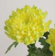 【生花】デコラマム ゼンブラブラジル(黄　複色) JFDマムなど【FJ】