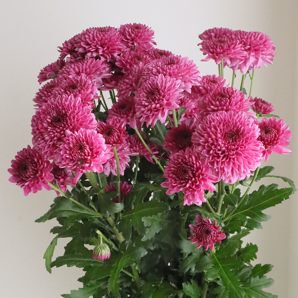 生花】SPマム アビーパープル(紫系):JFDマム【FJ】 - 花材通販はなどん