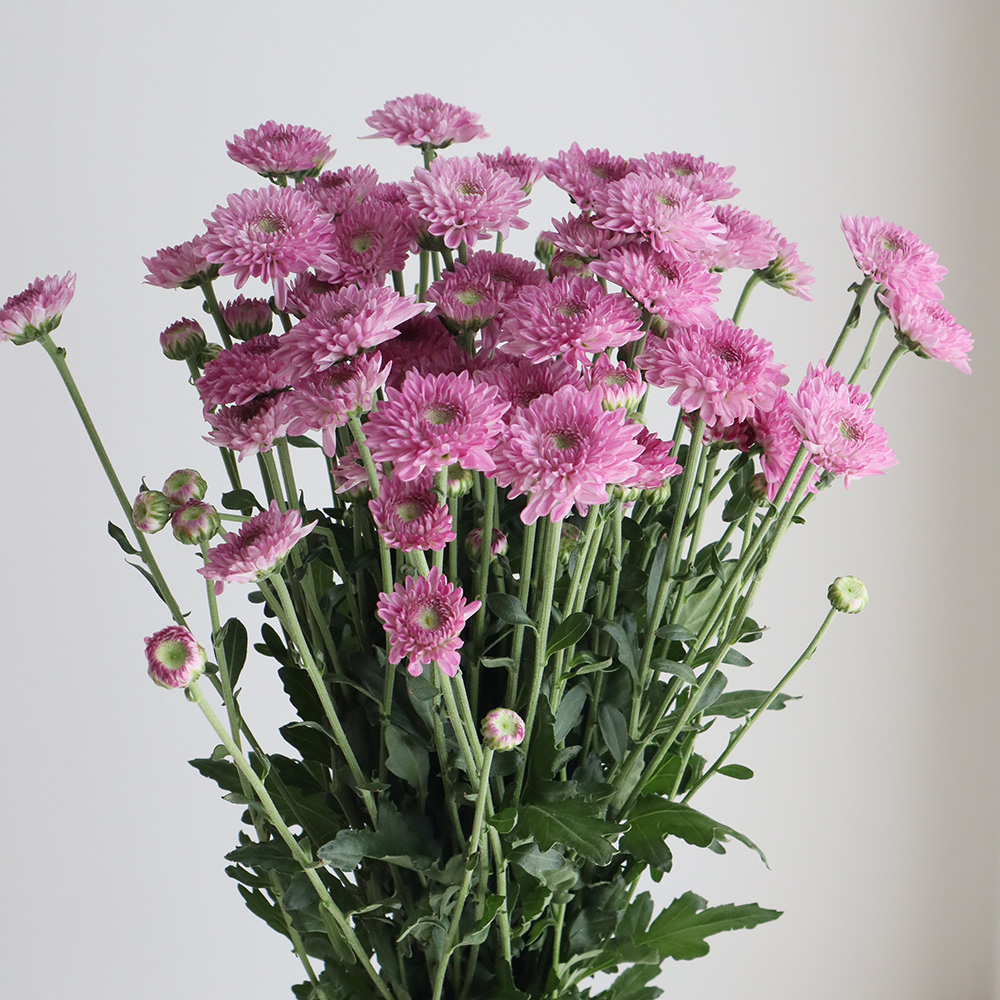 新品 モーヴピンク ダムール ハート 鍋 紫系 ロンド フルール フラワー ダリア（複色）NAMAHAGE MOMO｜ハナイチ｜花と植物、資材の仕入れサイト